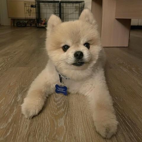 Oliver 