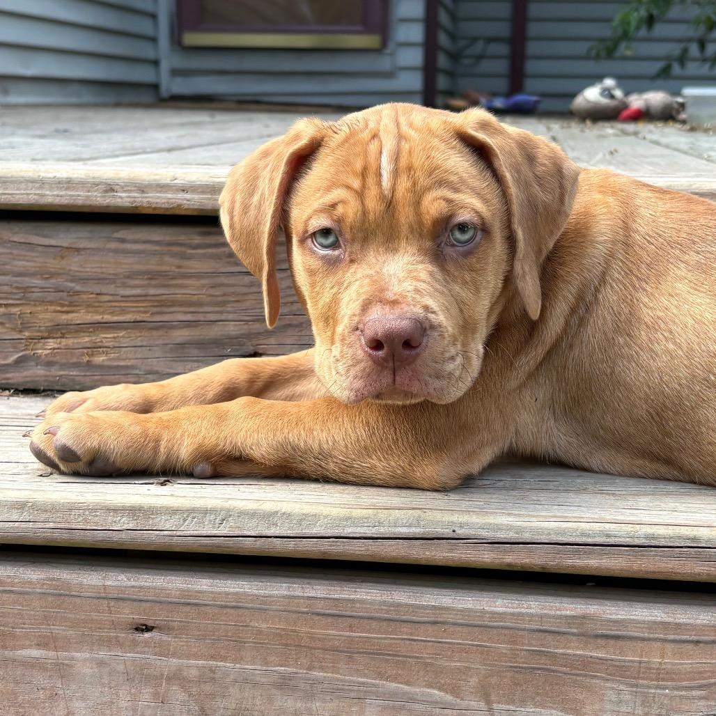 Dylan