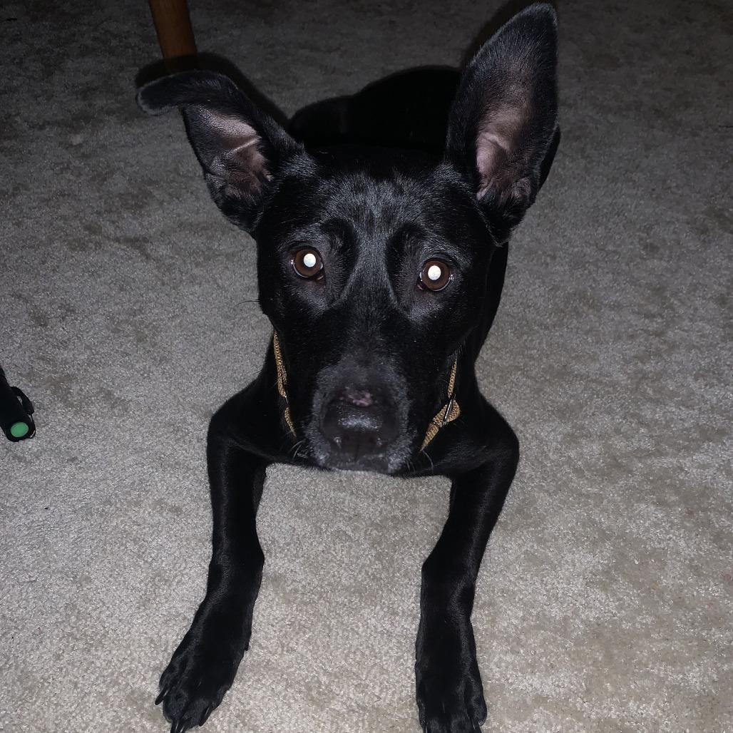 Bindi
