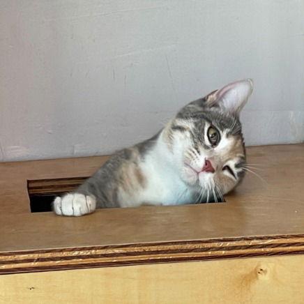 fran