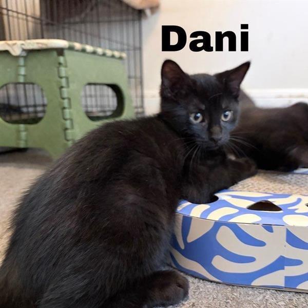 Dani