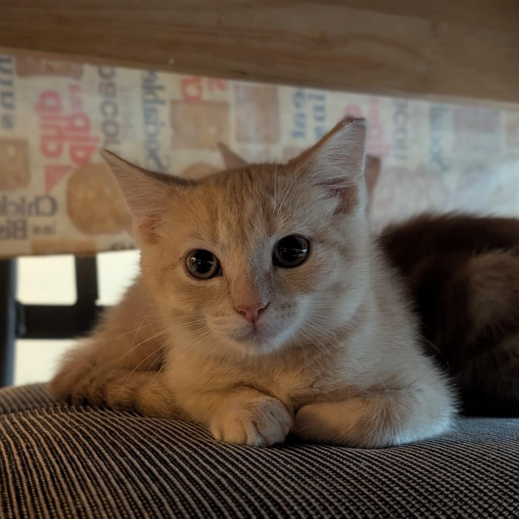 Queso