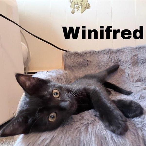 Winifred