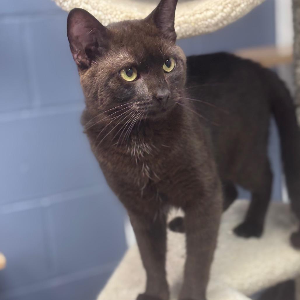Rafael