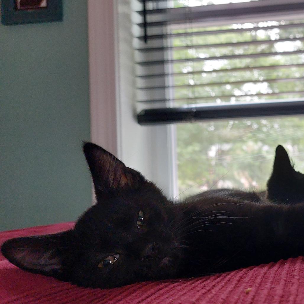 Suzie Q