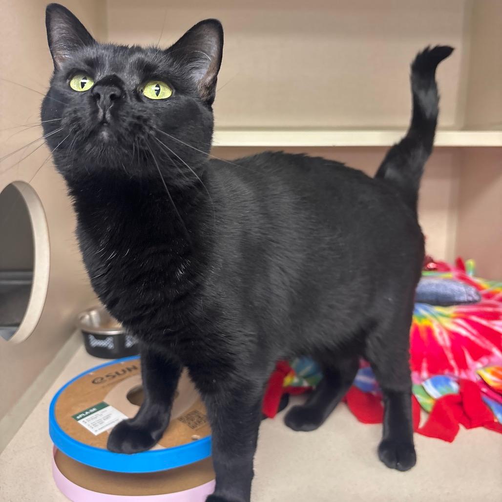 Salem
