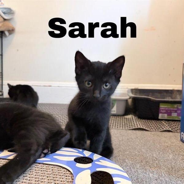 Sarah