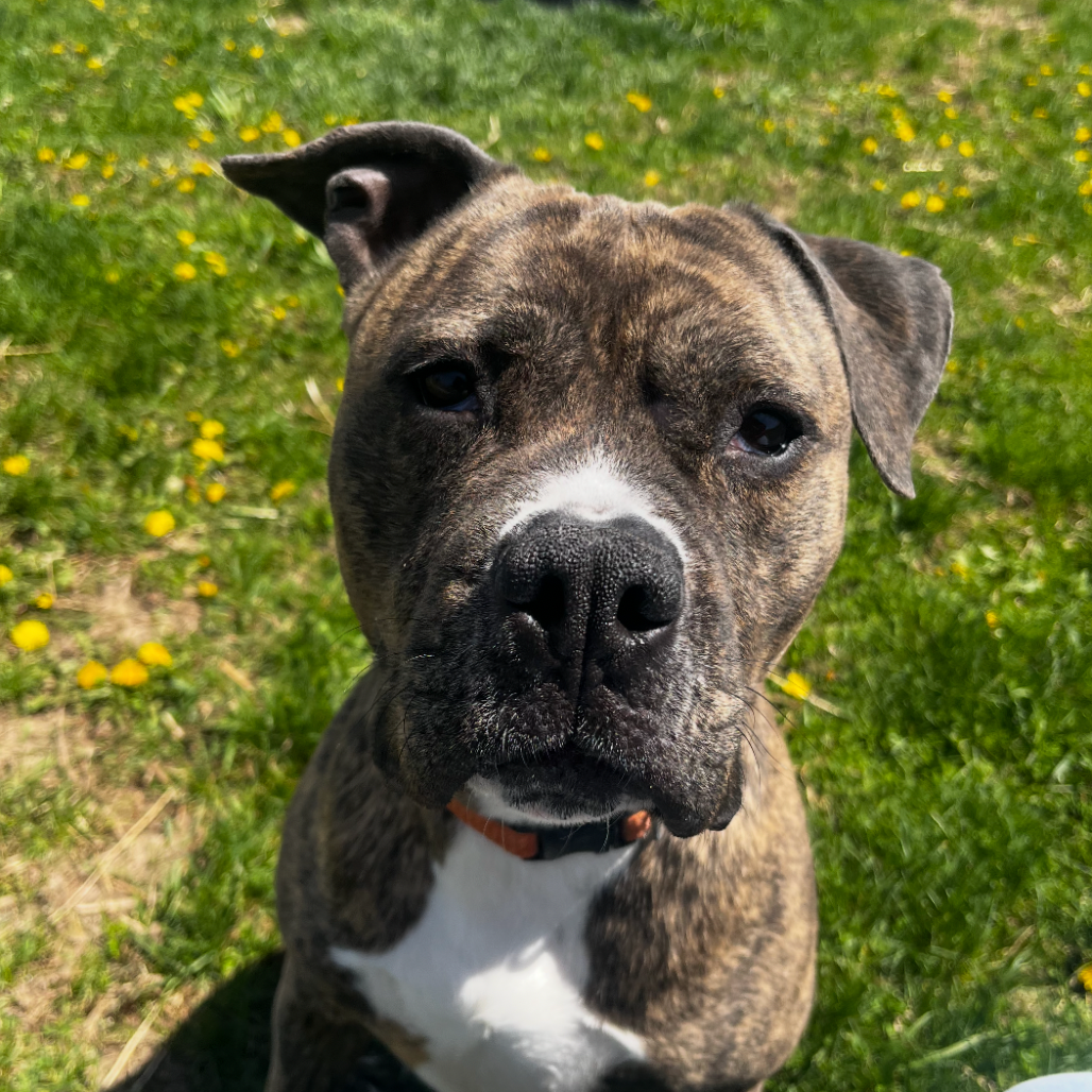 Brody