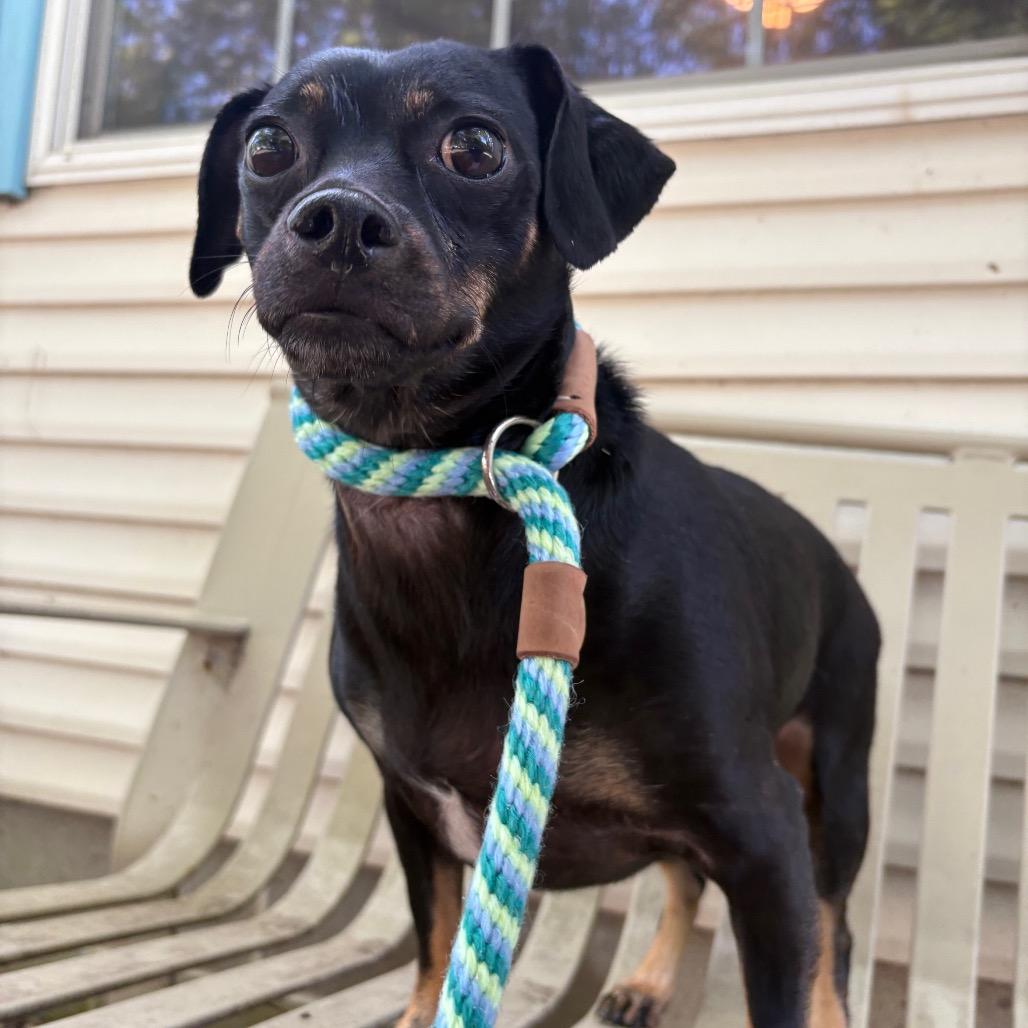 Luna (Foster)