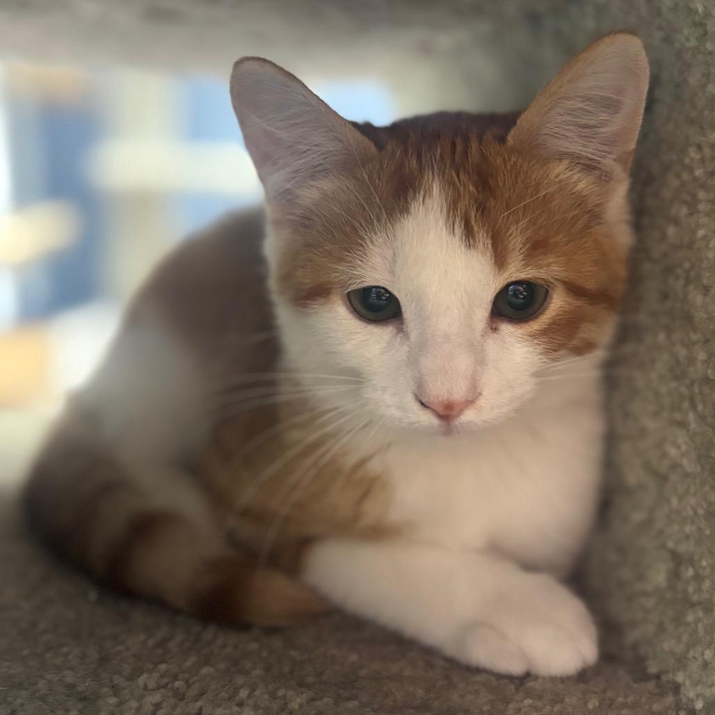 Simba