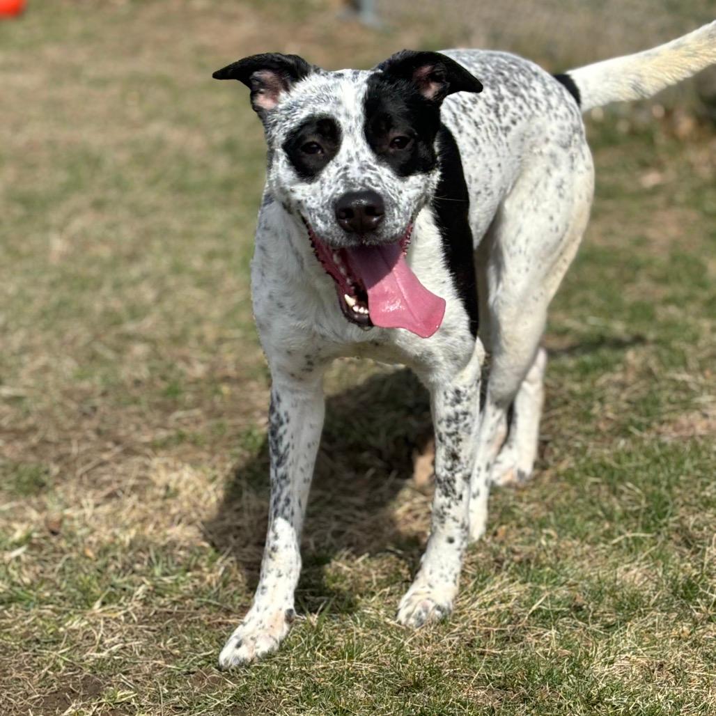 Opal