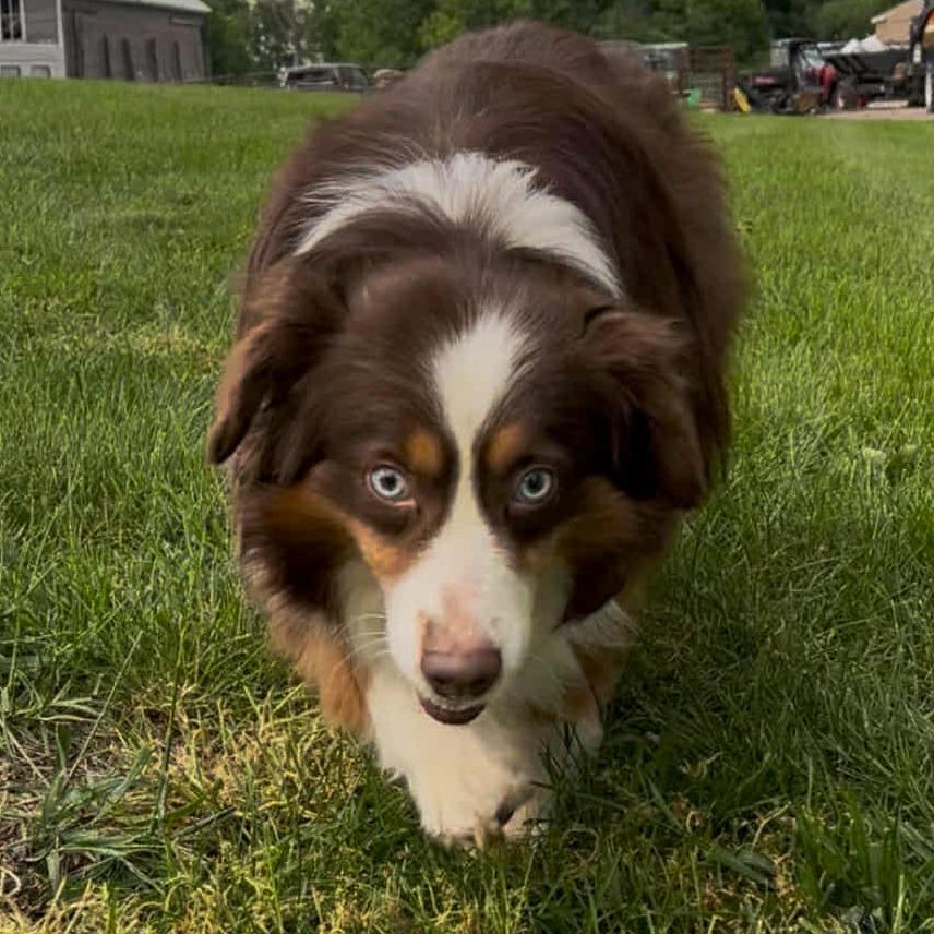 Red aka Scout