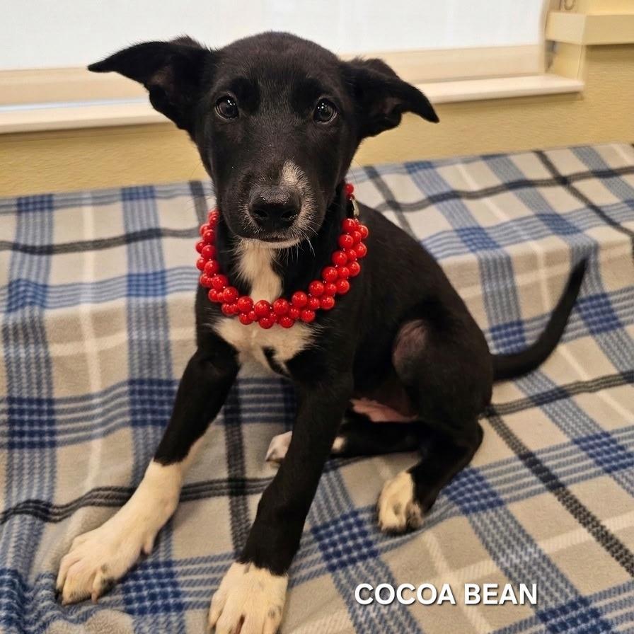 Cocoa Bean 