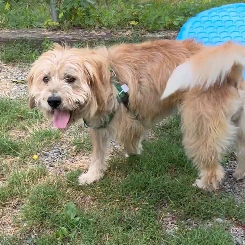 Benji