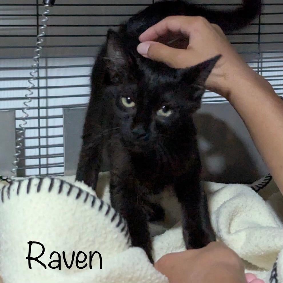 Raven