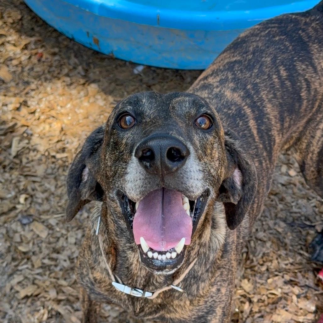 Tucker - In Foster (Adoption Fee SPONSORED!)
