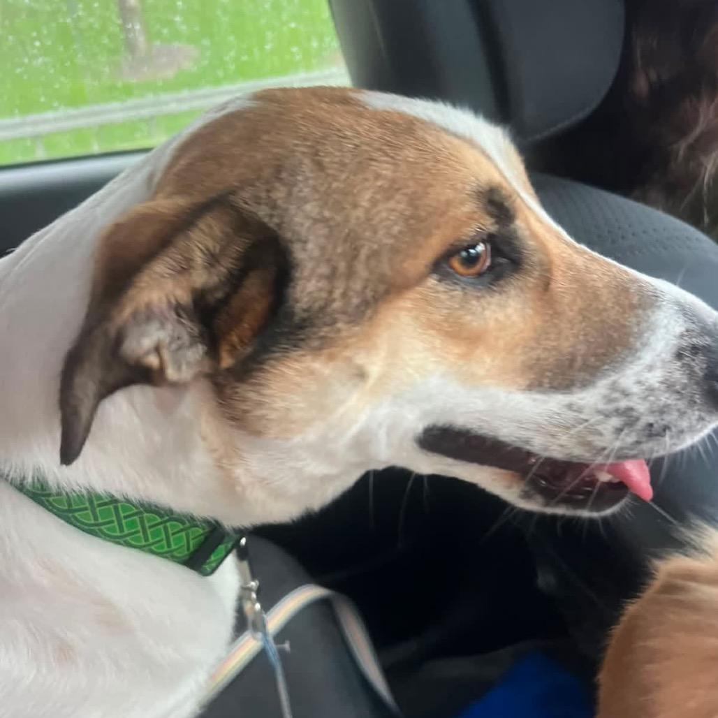 Sansa (Bonded with Arya)-In Foster - Adoption Fee SPONSORED!
