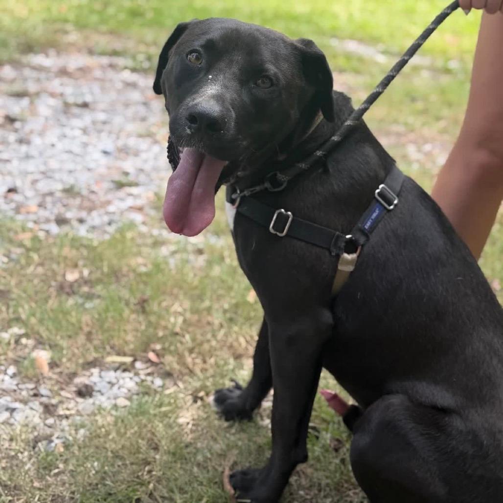Brownie (Adoption Fee SPONSORED!)