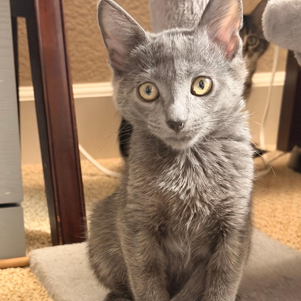 Linus