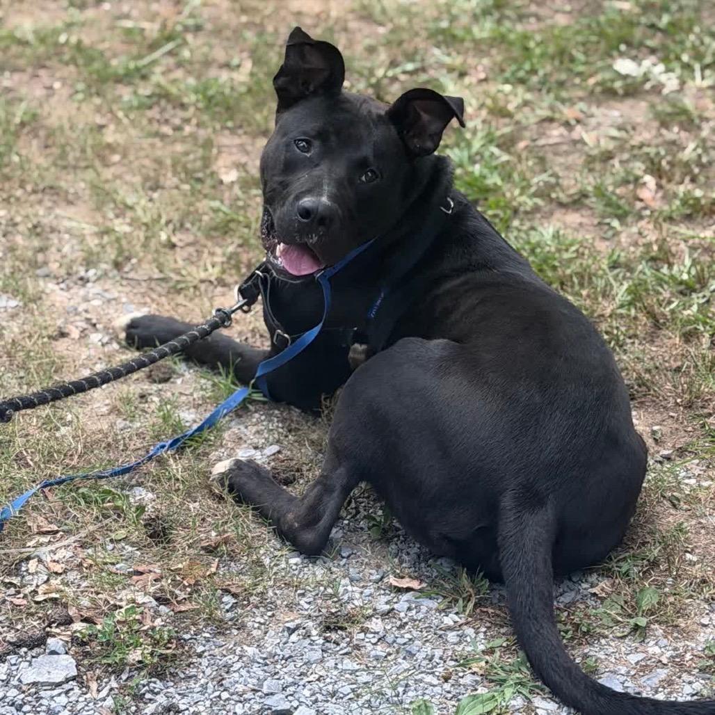 Beanie (Adoption Fee SPONSORED!)