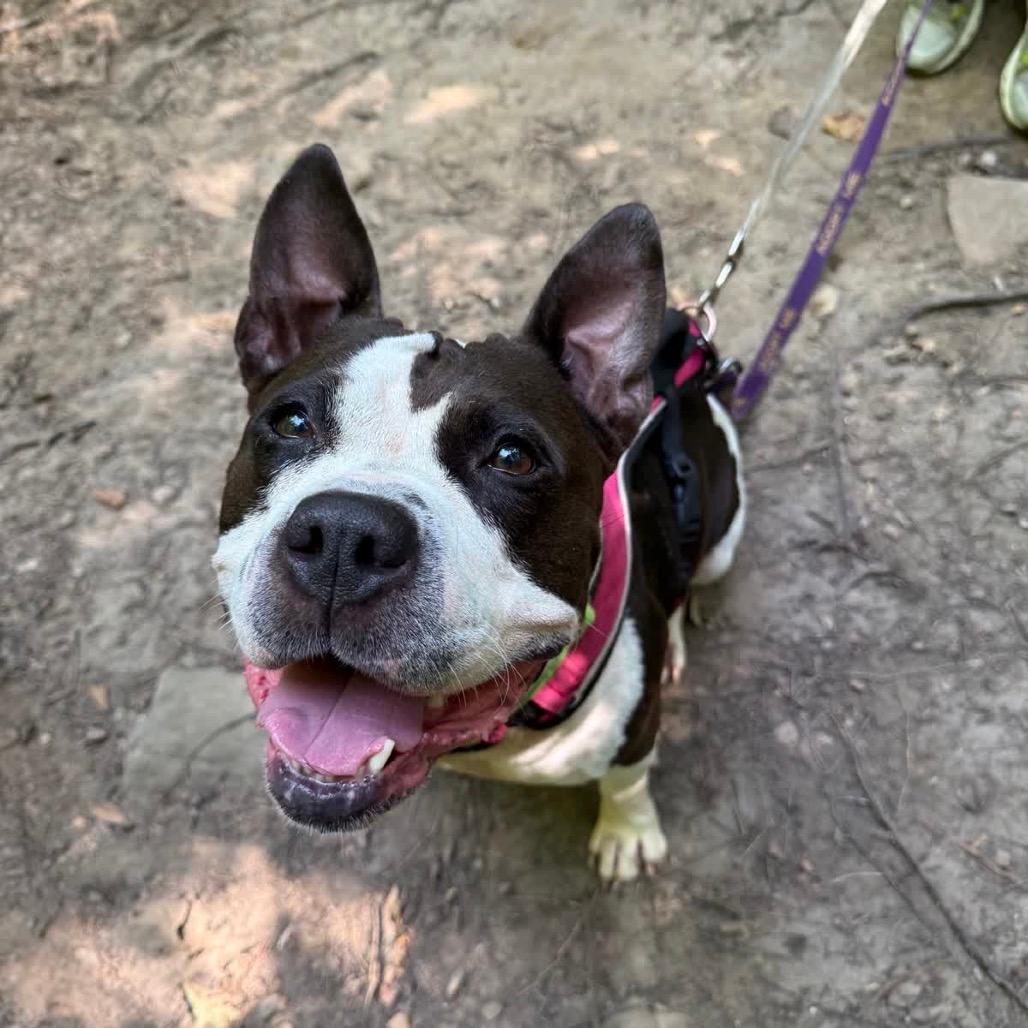 Rosa (Adoption Fee SPONSORED!)