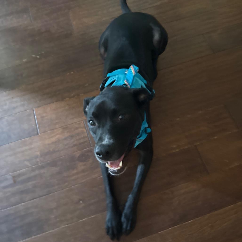 Rio (Adoption Fee SPONSORED!!)