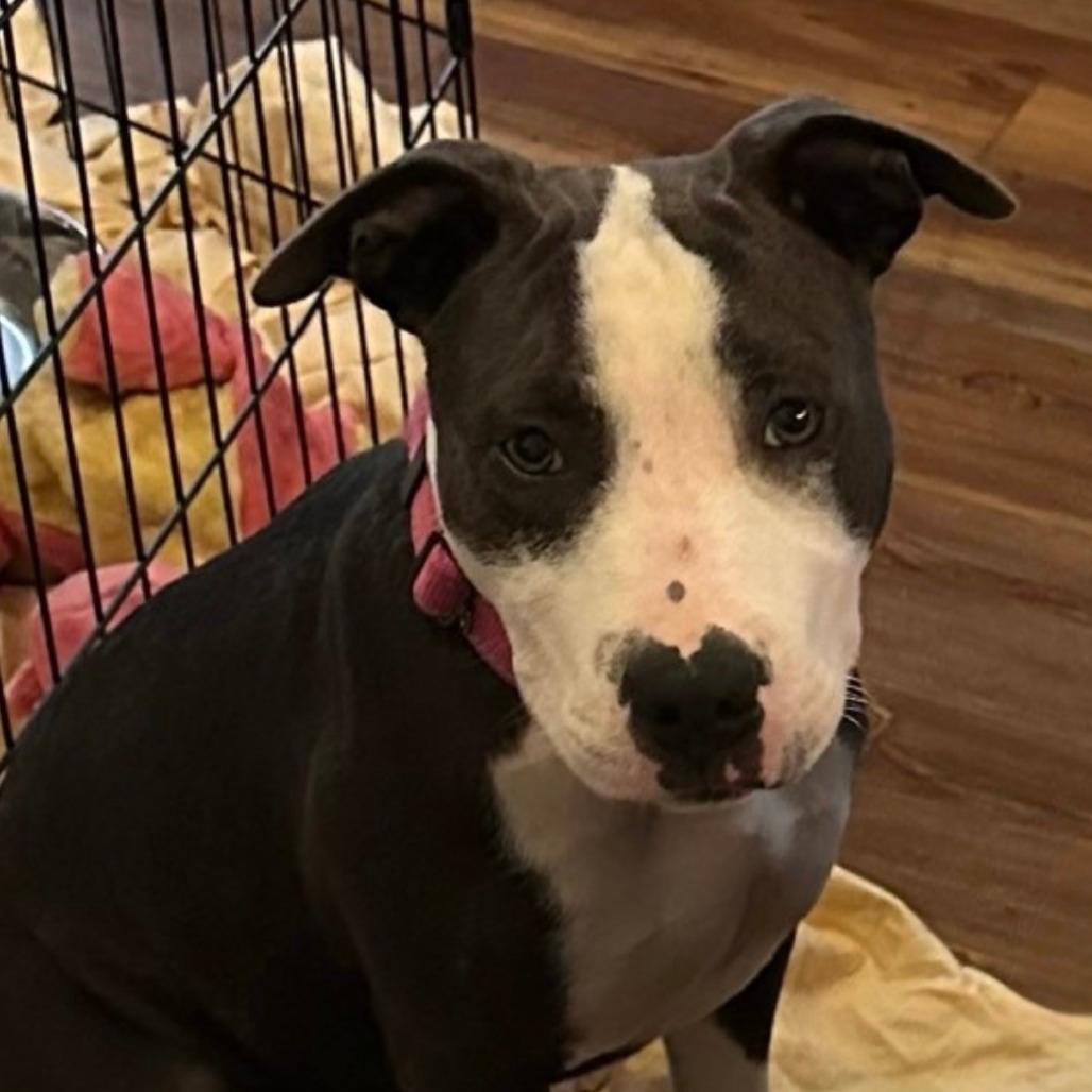 Rosie 