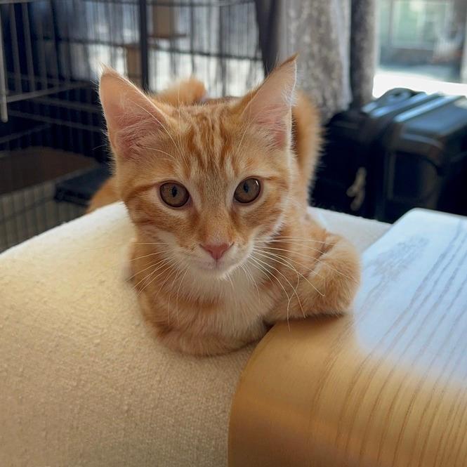 Cheeto