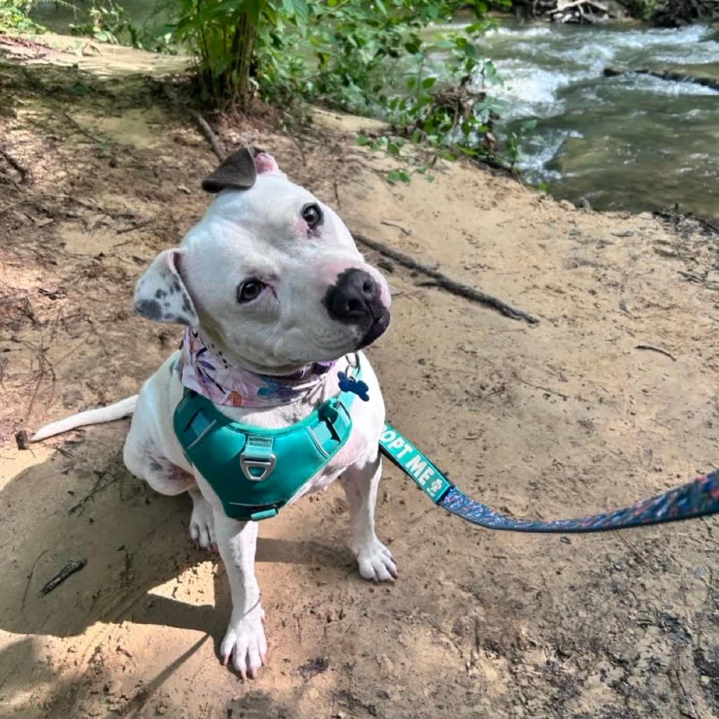 Willa - In Foster