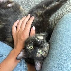 Maeve