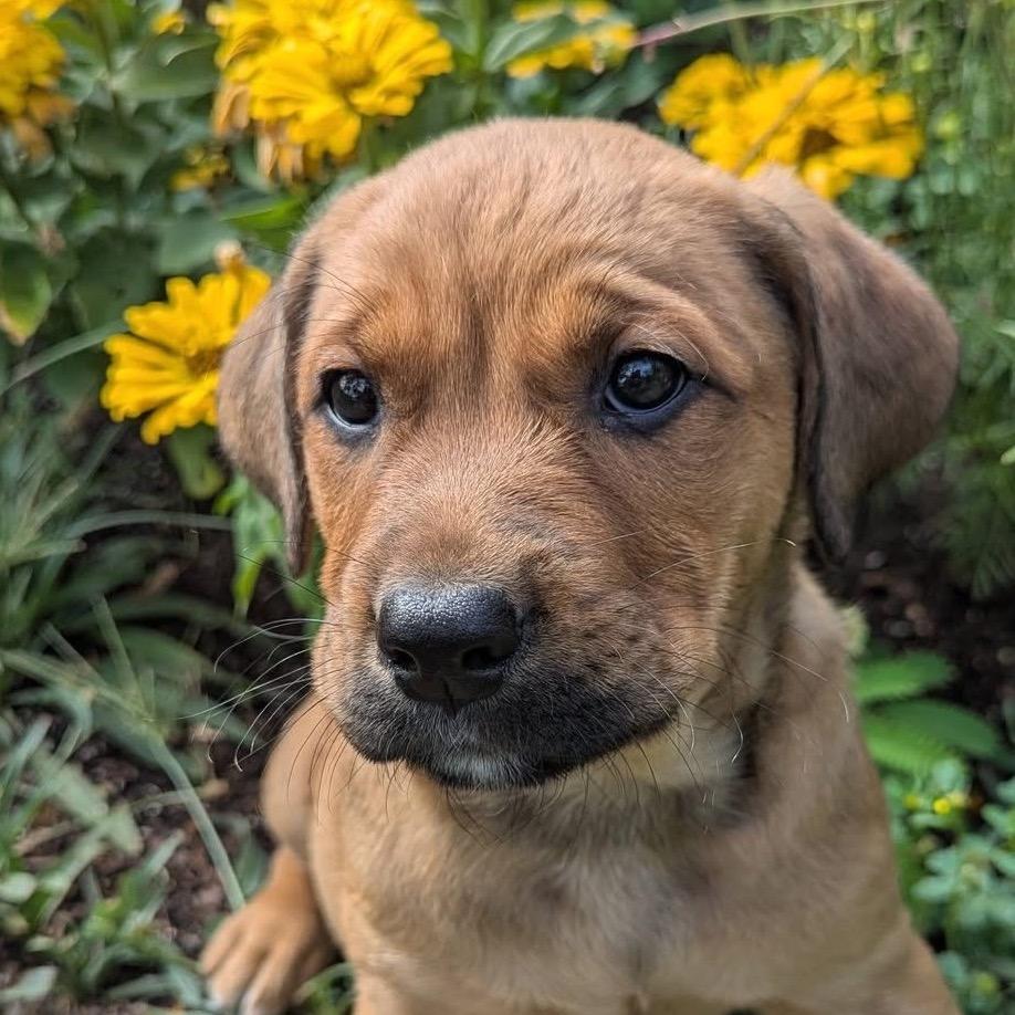 Brody