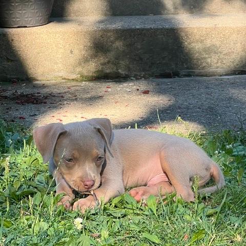 Finn