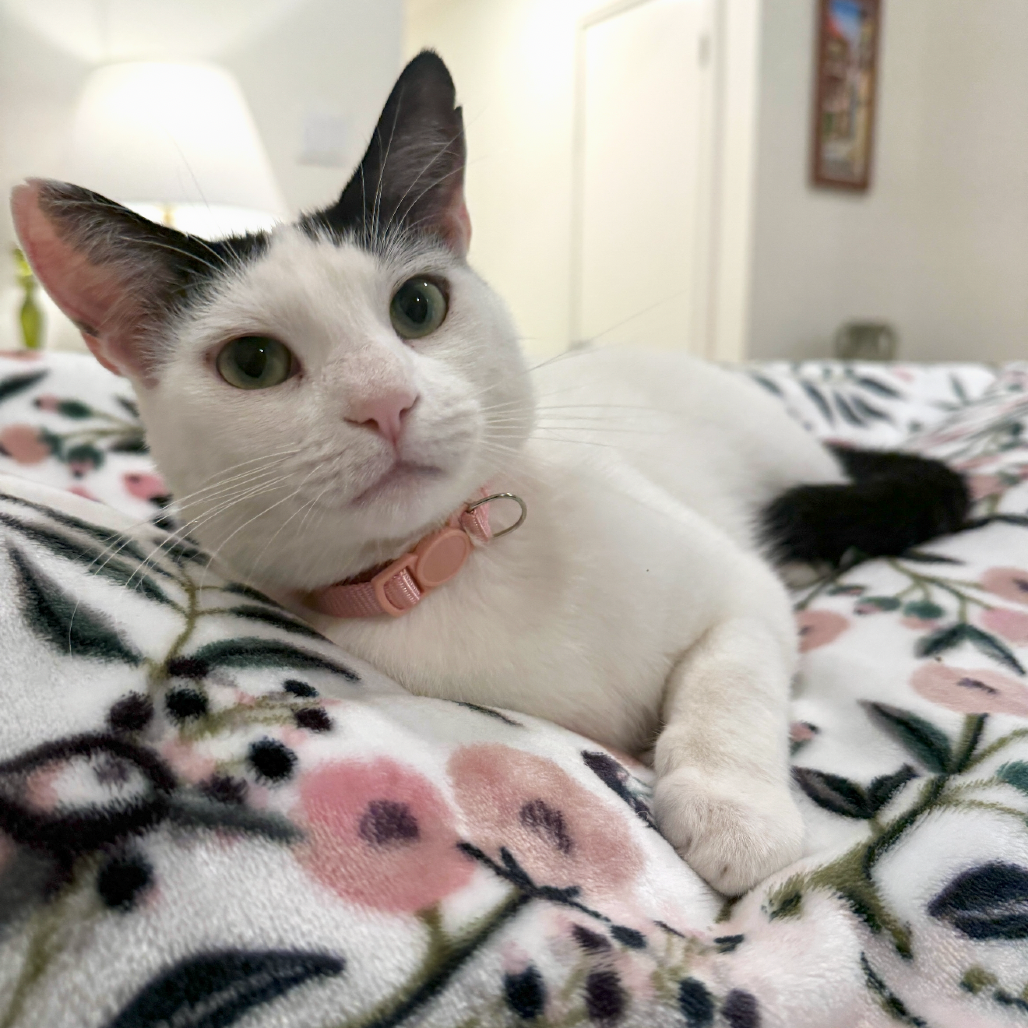 Elsa