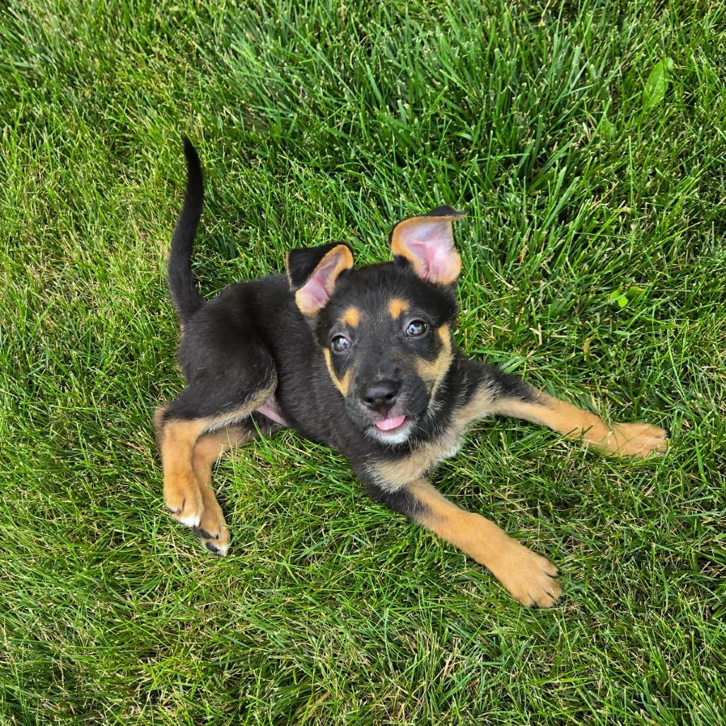 Teddy