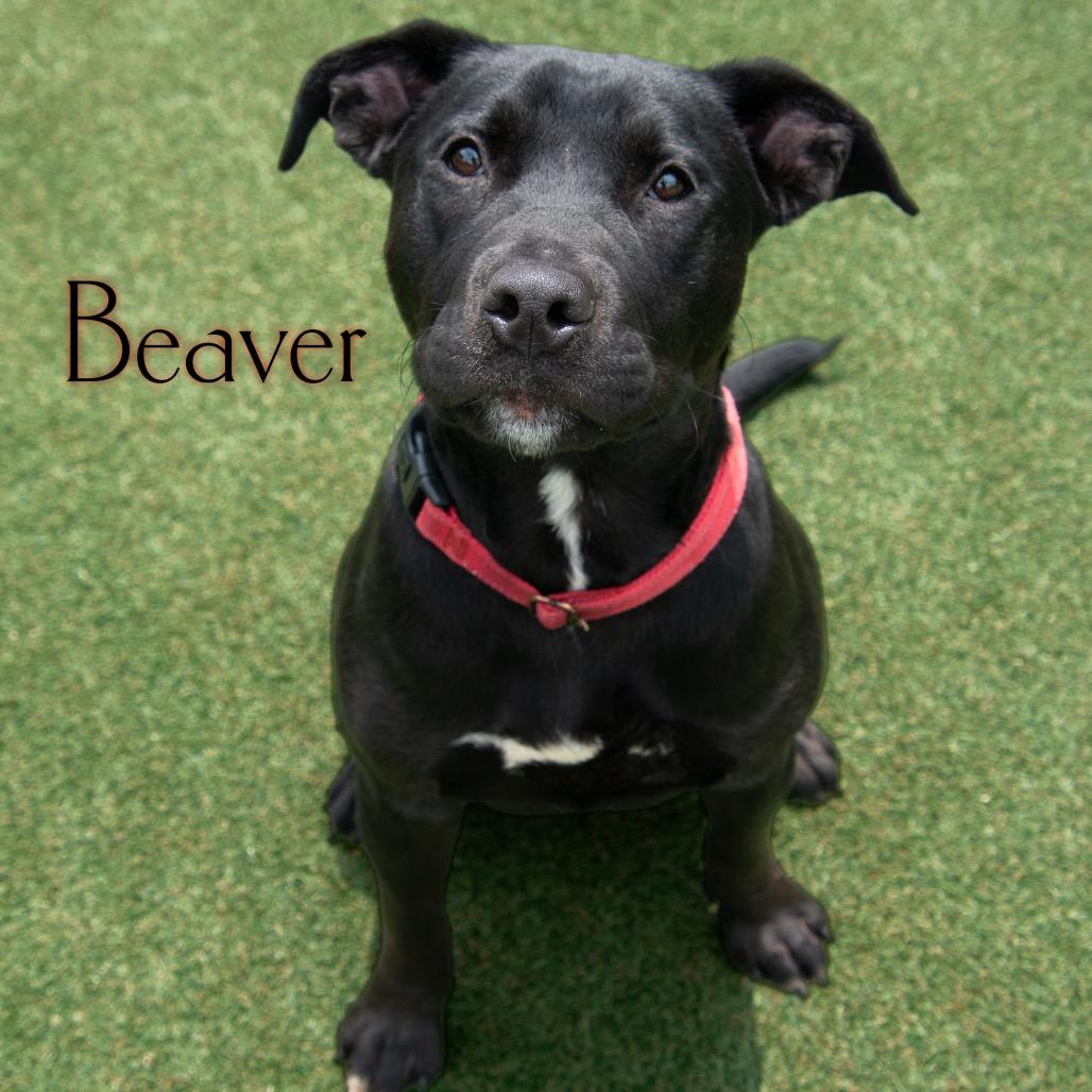 Beaver