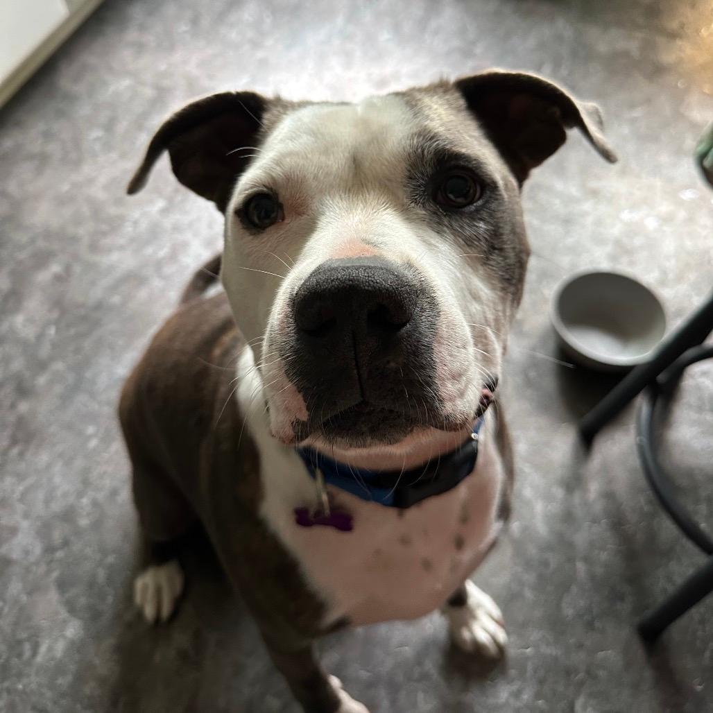 Petey (Adoption Fee SPONSORED!)