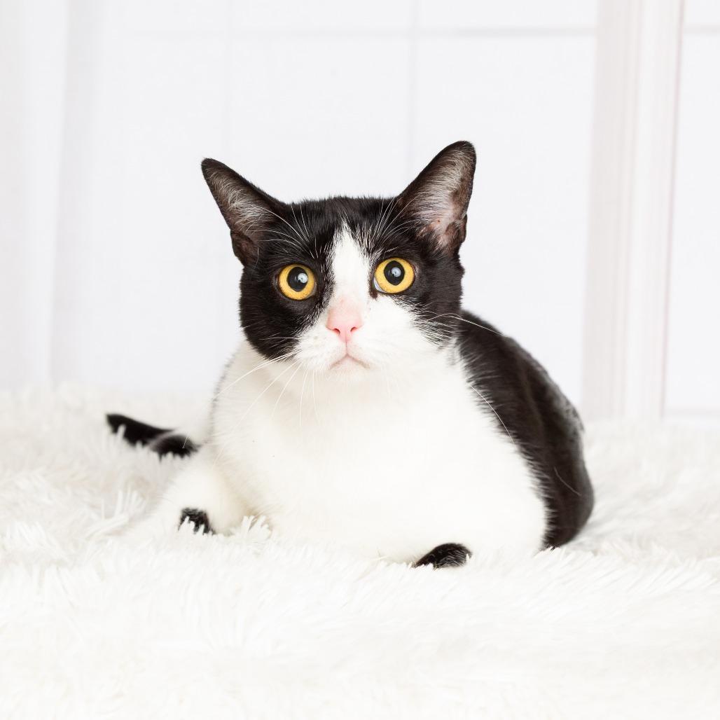 Oreo