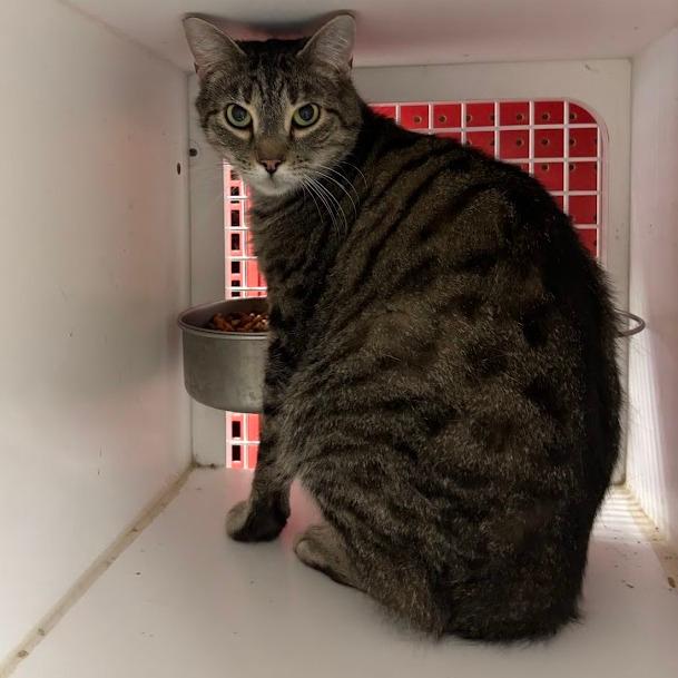 NIKKO Tabby