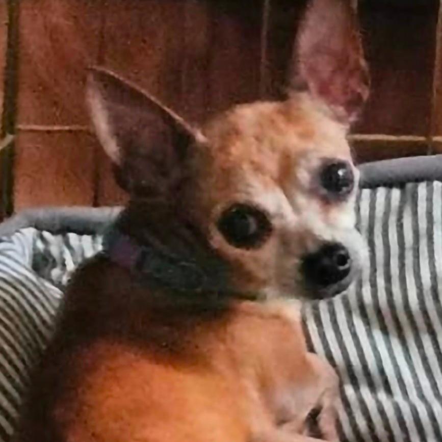 Chico