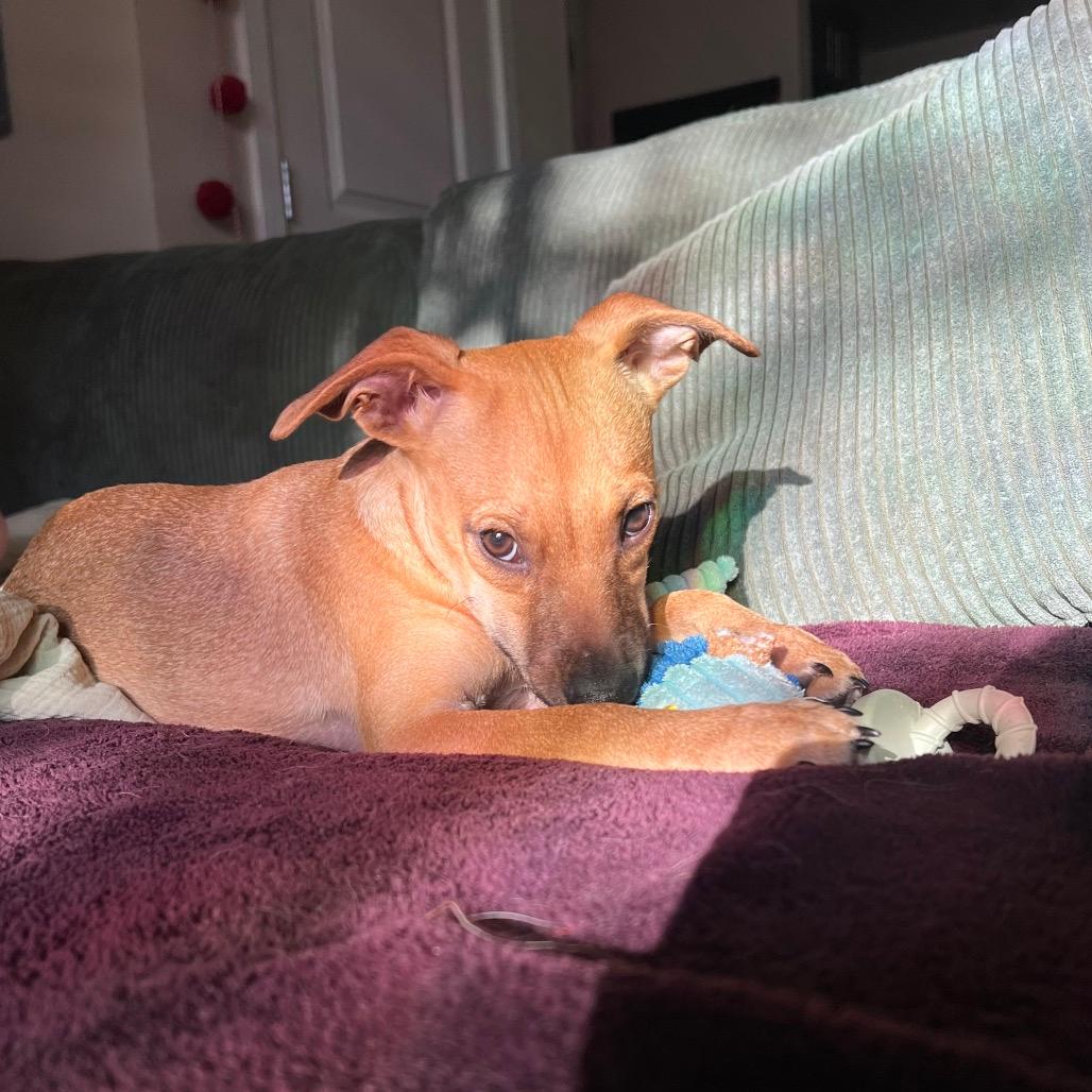 Luca