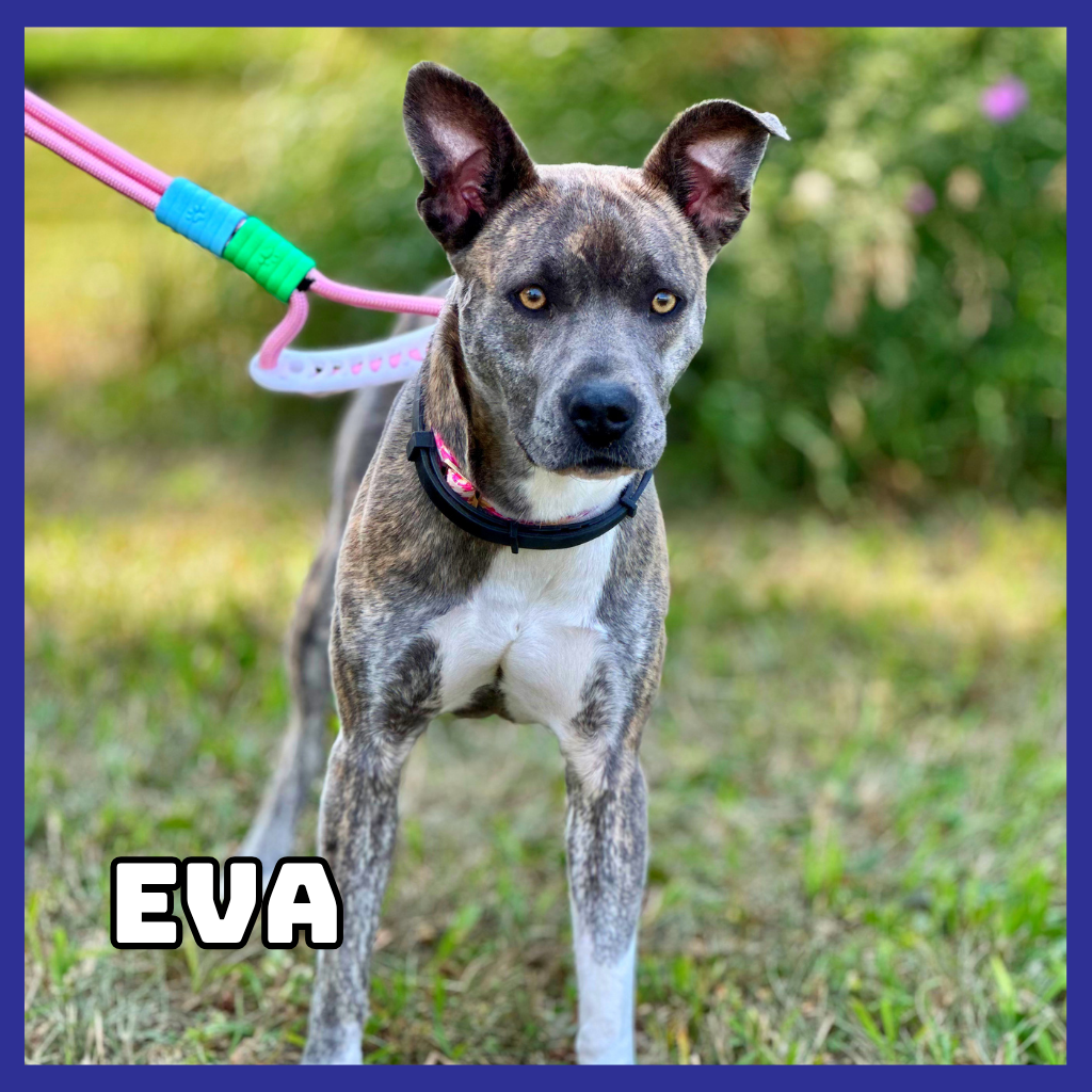Eva