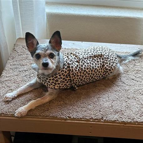 Dottie