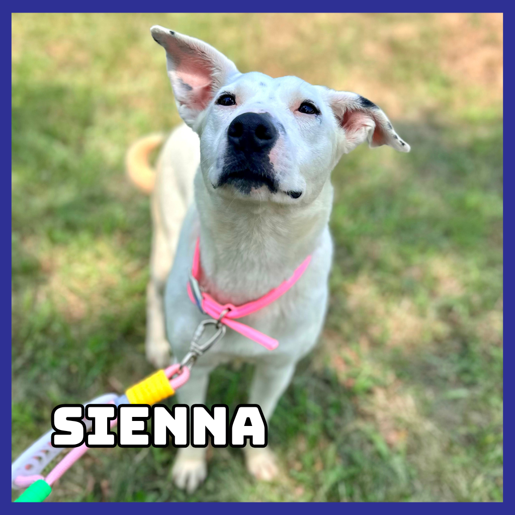 Sienna 