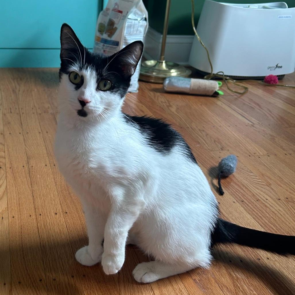 Molly FKA Oreo
