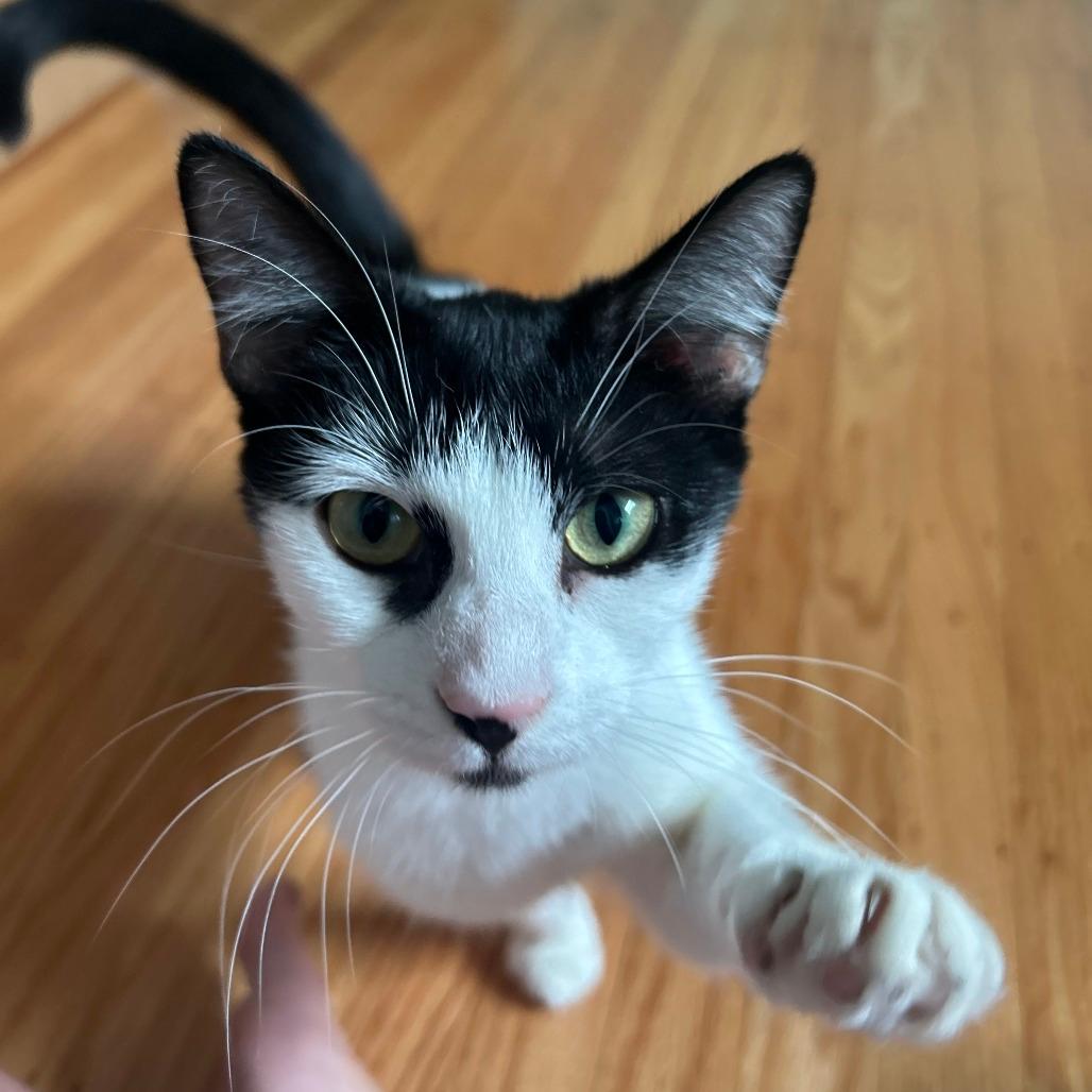 Molly FKA Oreo