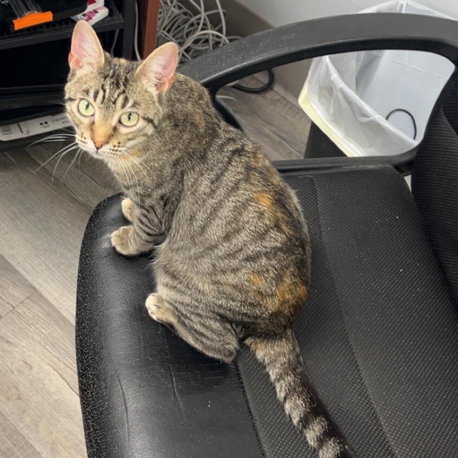 Willow