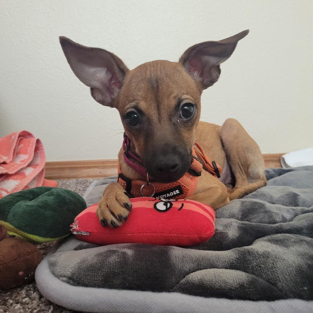 Gia