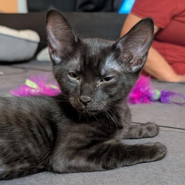 Apollo