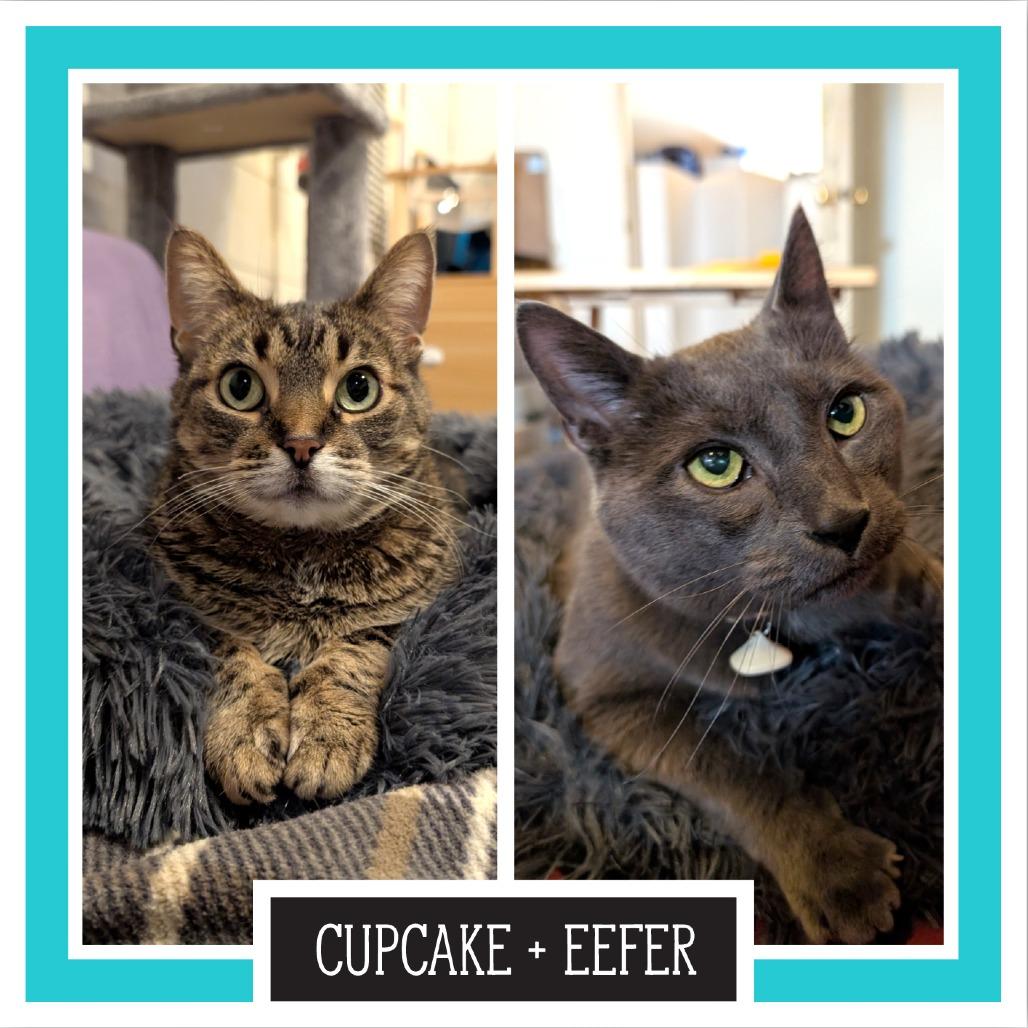 Cupcake