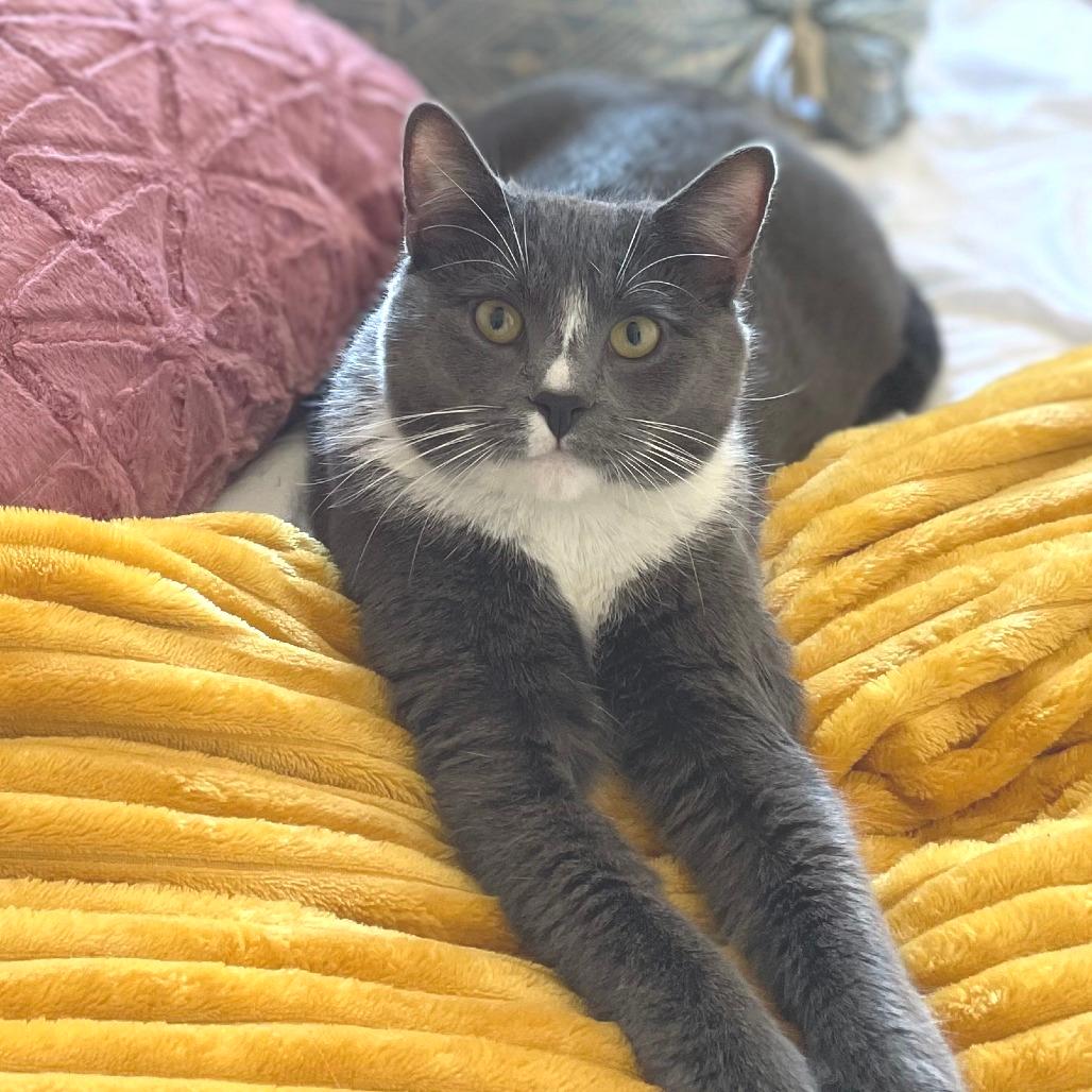 Mr. Marcel